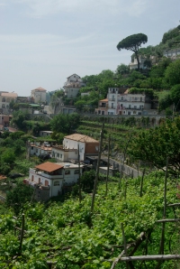 Vines in the pergola system in the town of Furore, Amalfi Coast (Photo ©Tom Hyland)